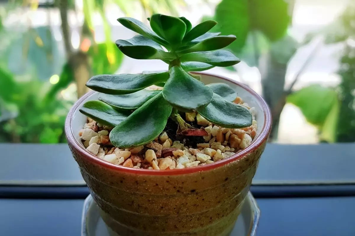 Por que colocar coberturas em vasos de plantas Descubra agora quando usar - By Canva