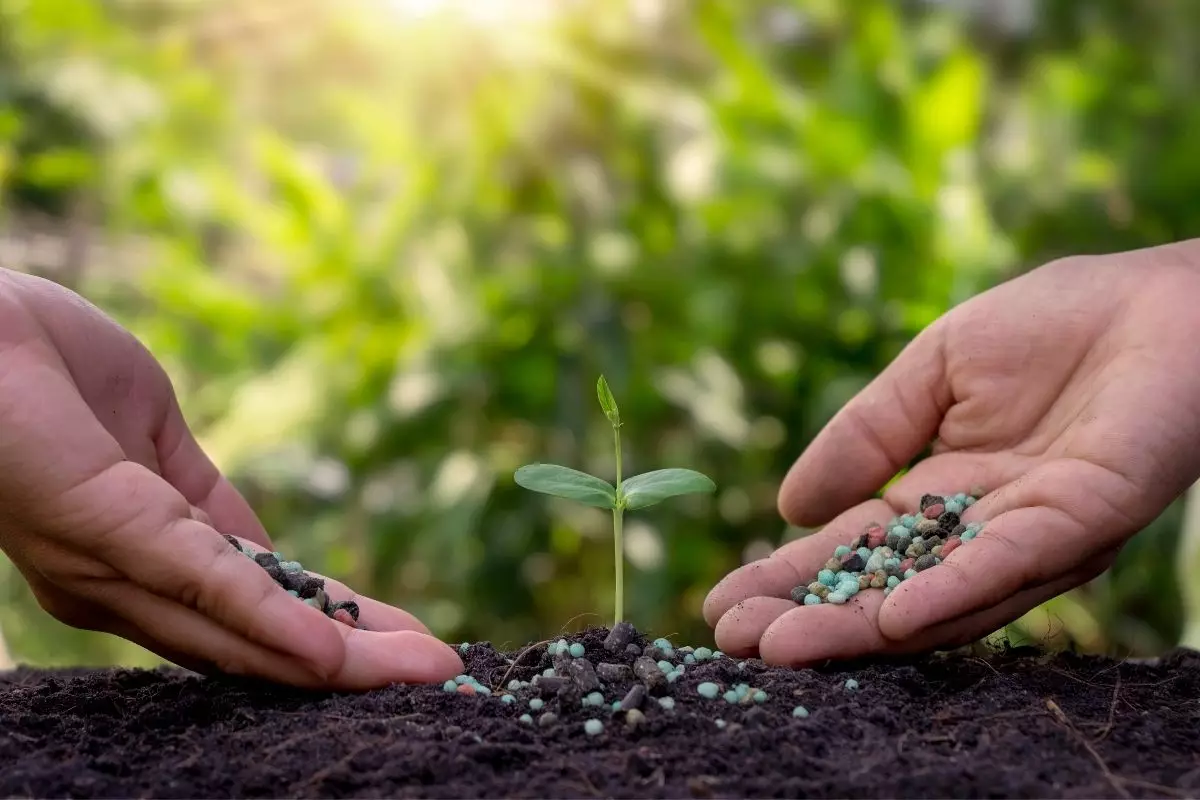 3 tipos diferentes de adubação de plantas- reprodução Canva