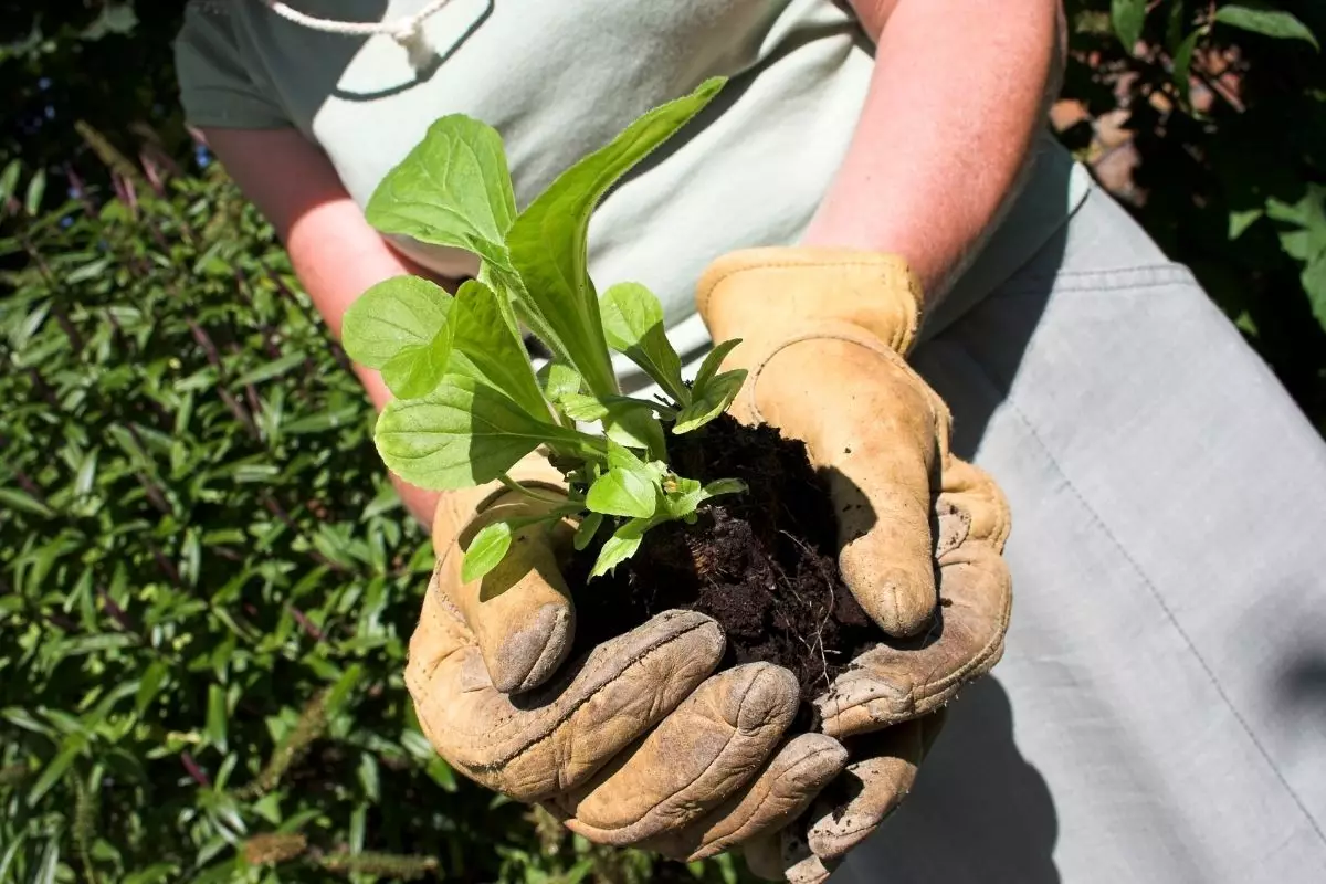 Quando trocar sua planta de vaso Descubra qual o momento certo - Imagem Canva