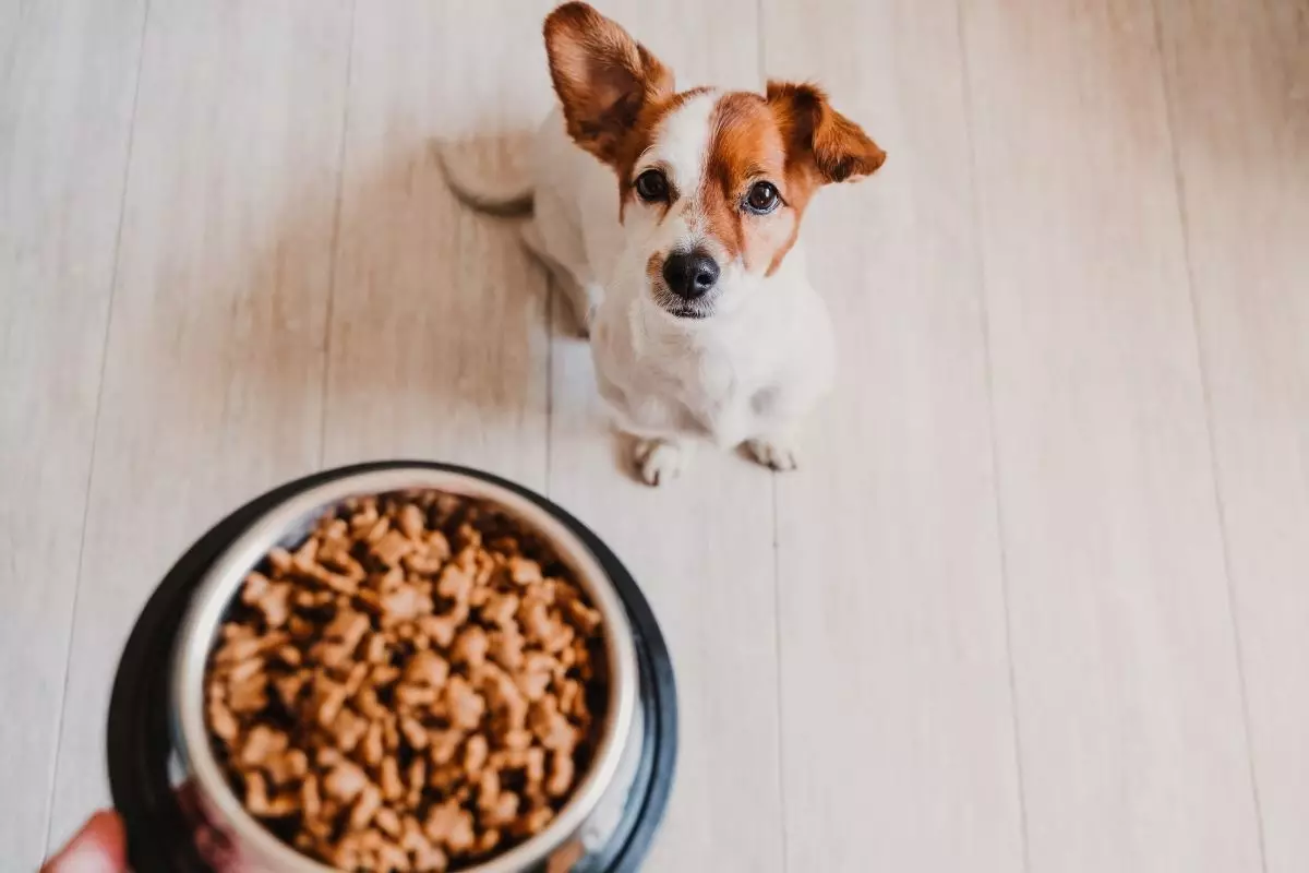Ração para cachorro - Reprodução Canva
