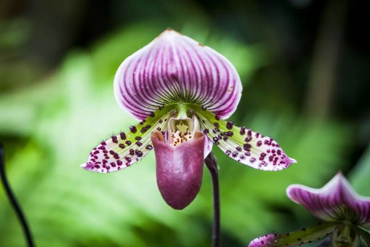 Saiba porque comprar sementes de orquídeas pela internet é uma cilada - Reprodução Canva