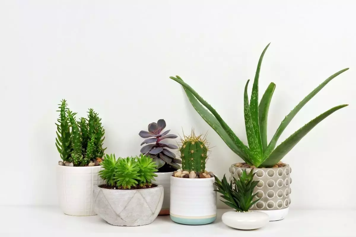 Saiba quais são as melhores plantas para serem cultivadas em casa- reprodução Canva