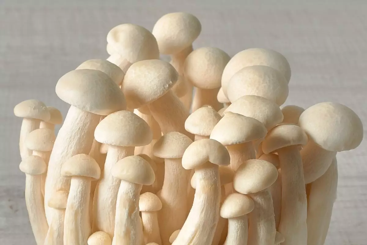 Shimeji: conheça os benefícios que o consumo regular desse fungo pode trazer