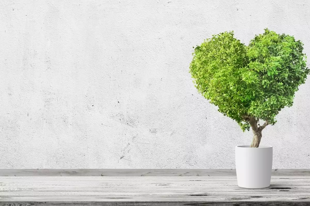 Sistema de irrigação caseiro: 1 semana sem regar as plantas, descubra como