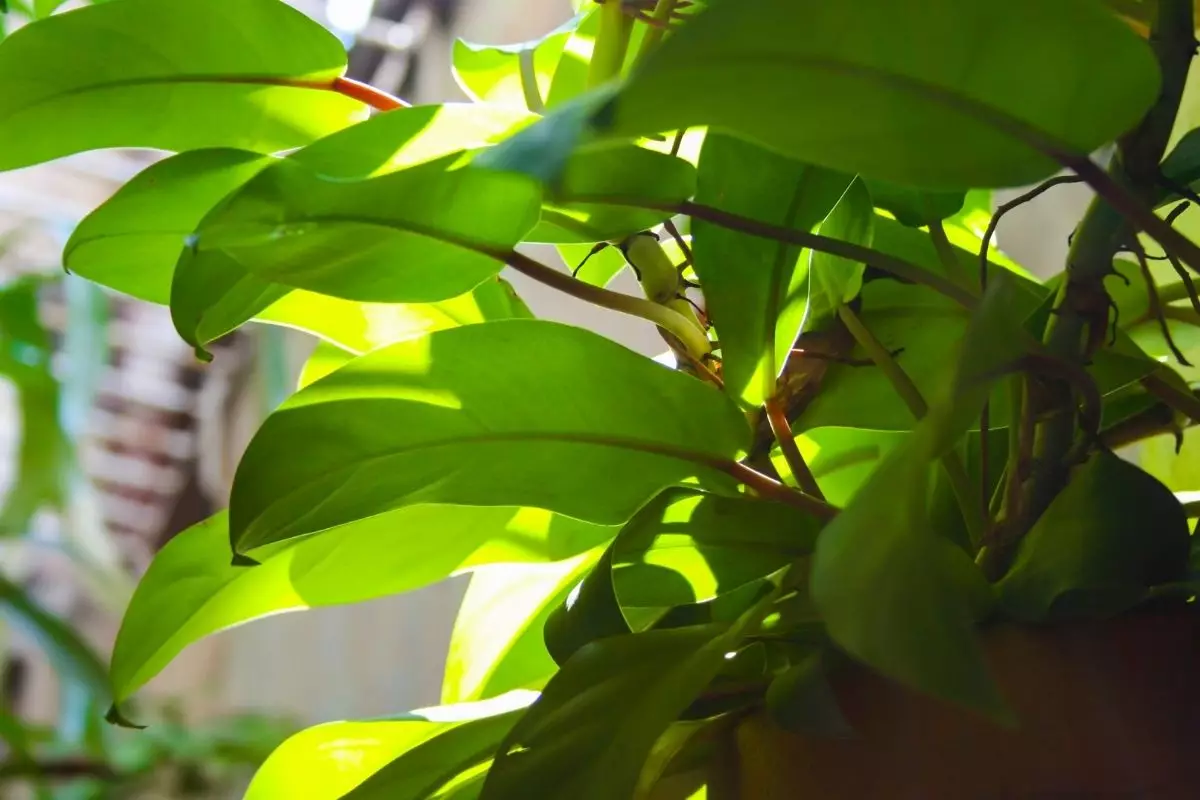 Sol ou sombra para sua planta após a poda? Qual deles escolher, aprenda - Reprodução Canva