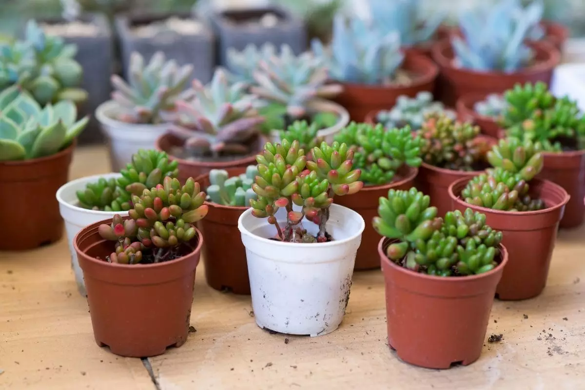 Suculentas: 5 dicas que você precisa saber para o cultivo dessa planta – Reprodução do Canva.