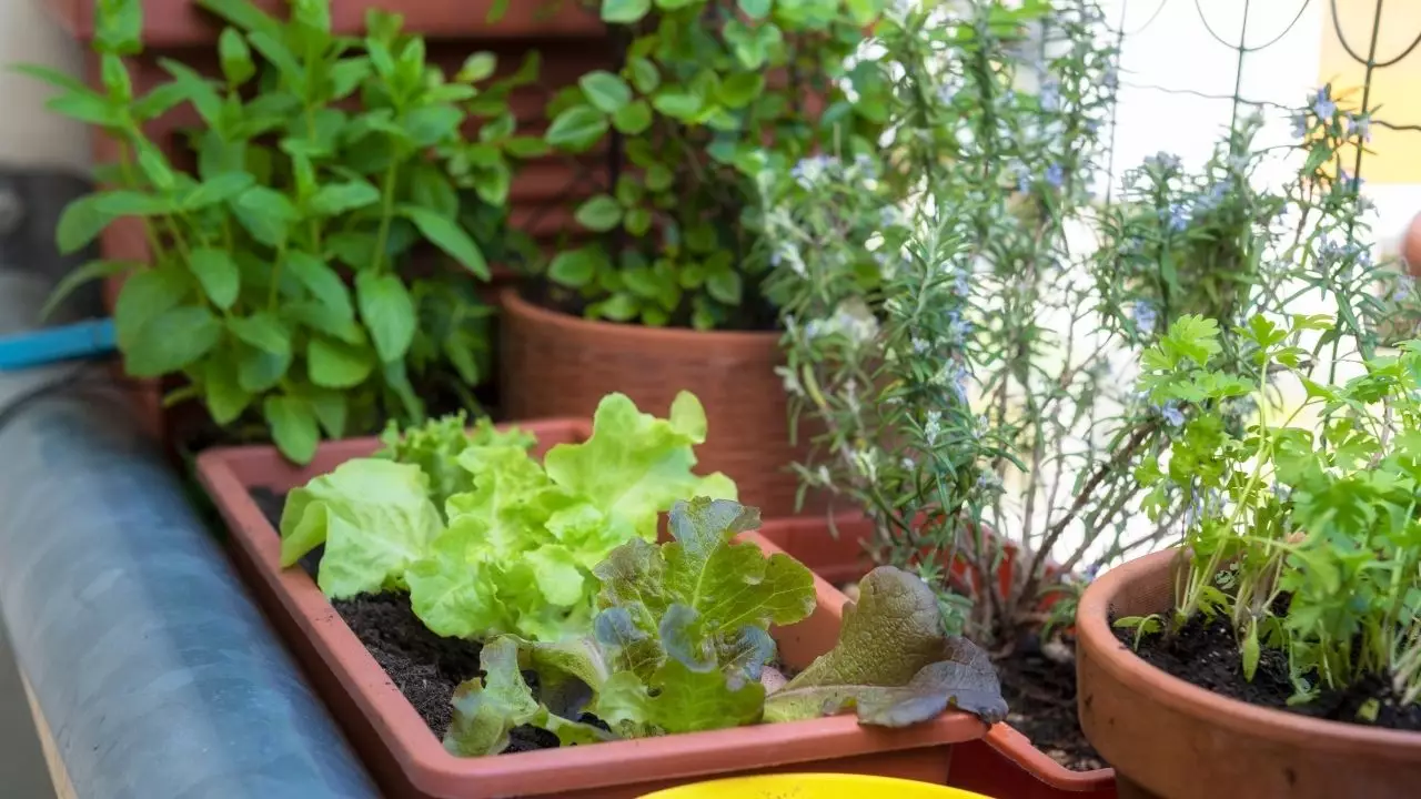 Como fazer cultivo de temperos: dicas que você precisa saber, descubra agora — Reprodução do Canva.