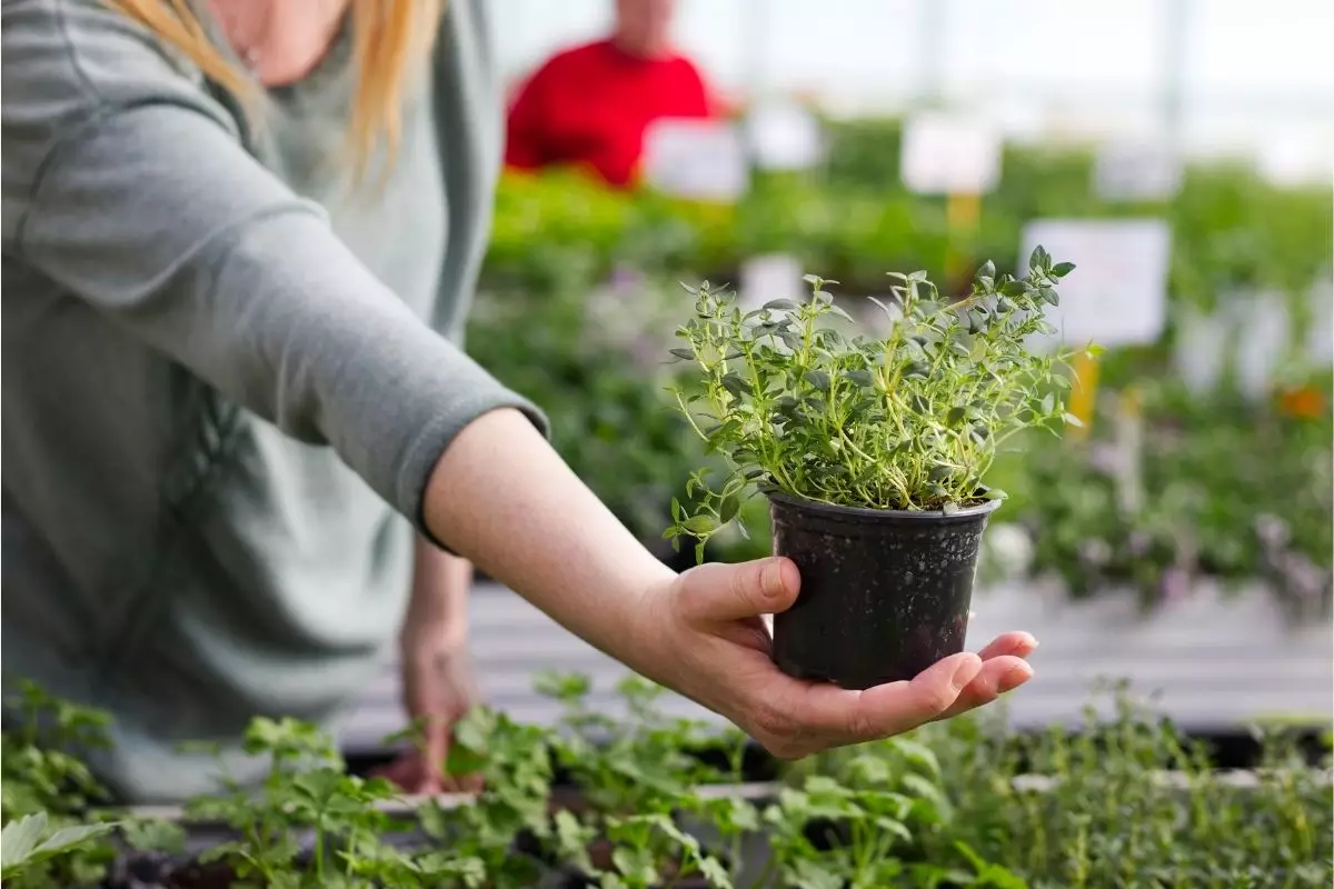 Tomilho: aprenda agora como plantar em vasos de forma simples