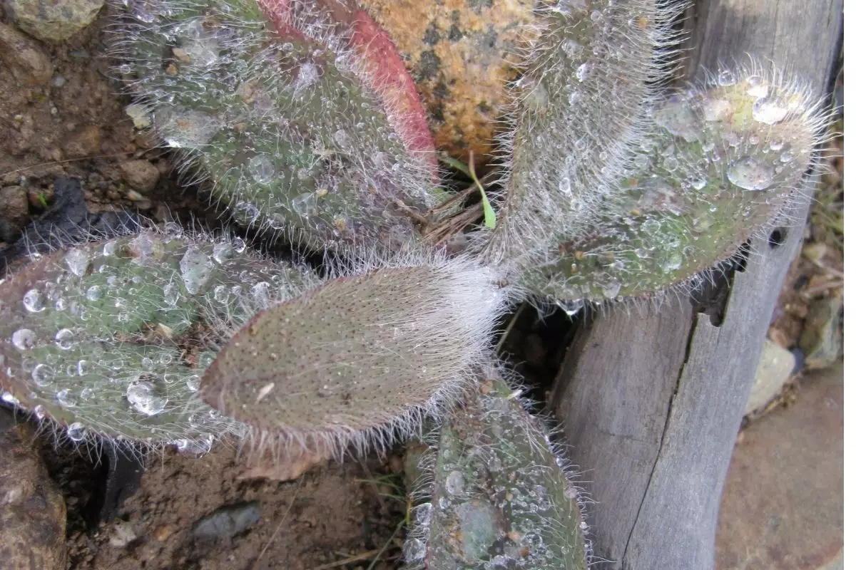 Trapoeraba peluda a planta peludinha que vai ganhar seu coração - Reprodução Canva