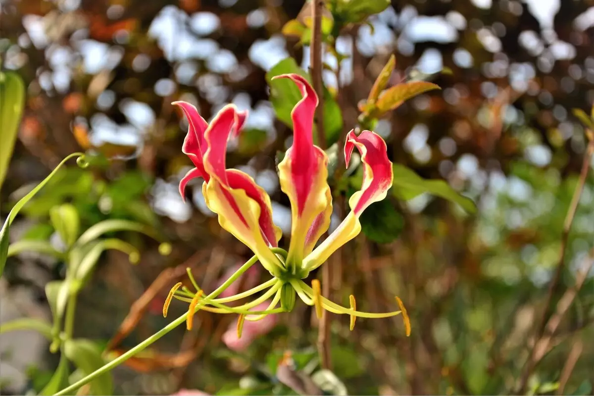 Trepadeira gloriosa: leia dicas exclusivas para cultivar essa espécie de planta africana - Fonte Canva