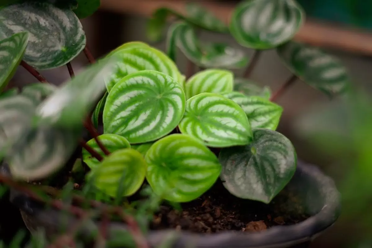 Tudo que você precisa saber sobre a planta peperômia melancia - Imagem Canva