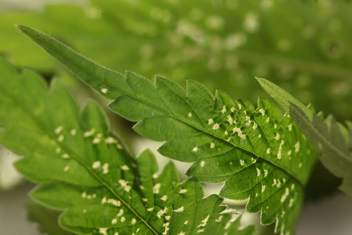 Você sabe quando sua rosa do deserto está sendo atacada por ácaros? Descubra - Reprodução Canva