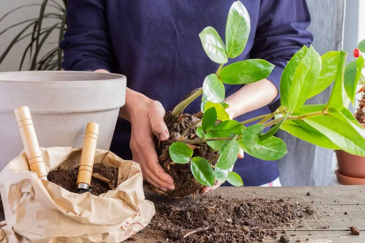 Zamioculca passo a passo simples para criar uma muda dessa planta - Reprodução Canva