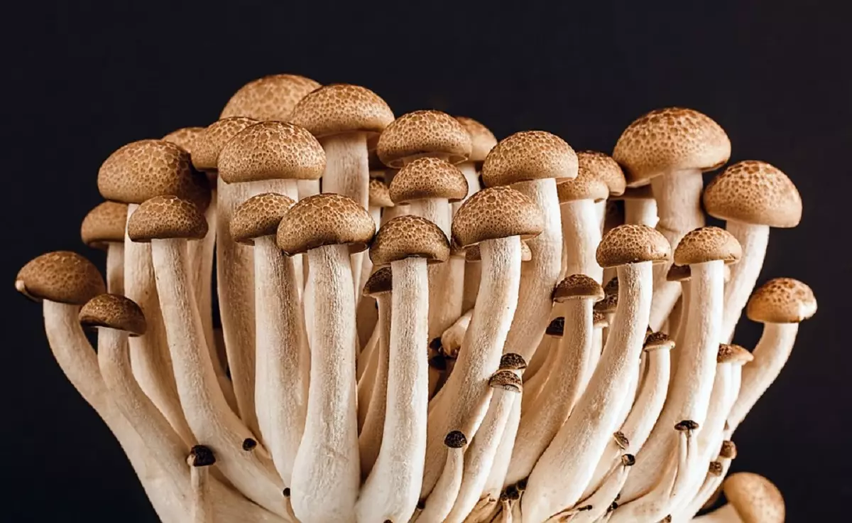 Como cultivar cogumelos comestíveis em casa (Pixabay)