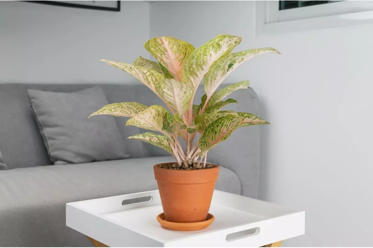 Aglaonema: saiba como cultivar essa planta com dicas infalíveis - Reprodução Canva