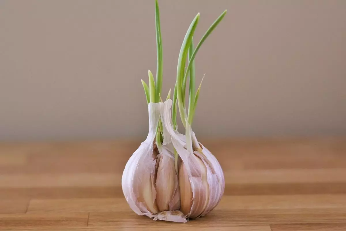 Como fazer o plantio de alho em casa; veja agora como é fácil e barato