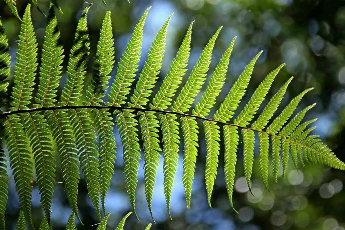 Samambaia não sofra mais com essa planta capengando, decifre o que ela quer - Reprodução Canva