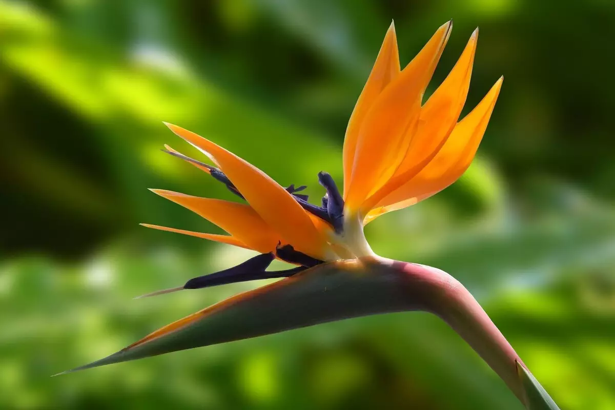 Ave do paraíso: conheça dicas para cultivar essa herbácea perene - Reprodução Canva