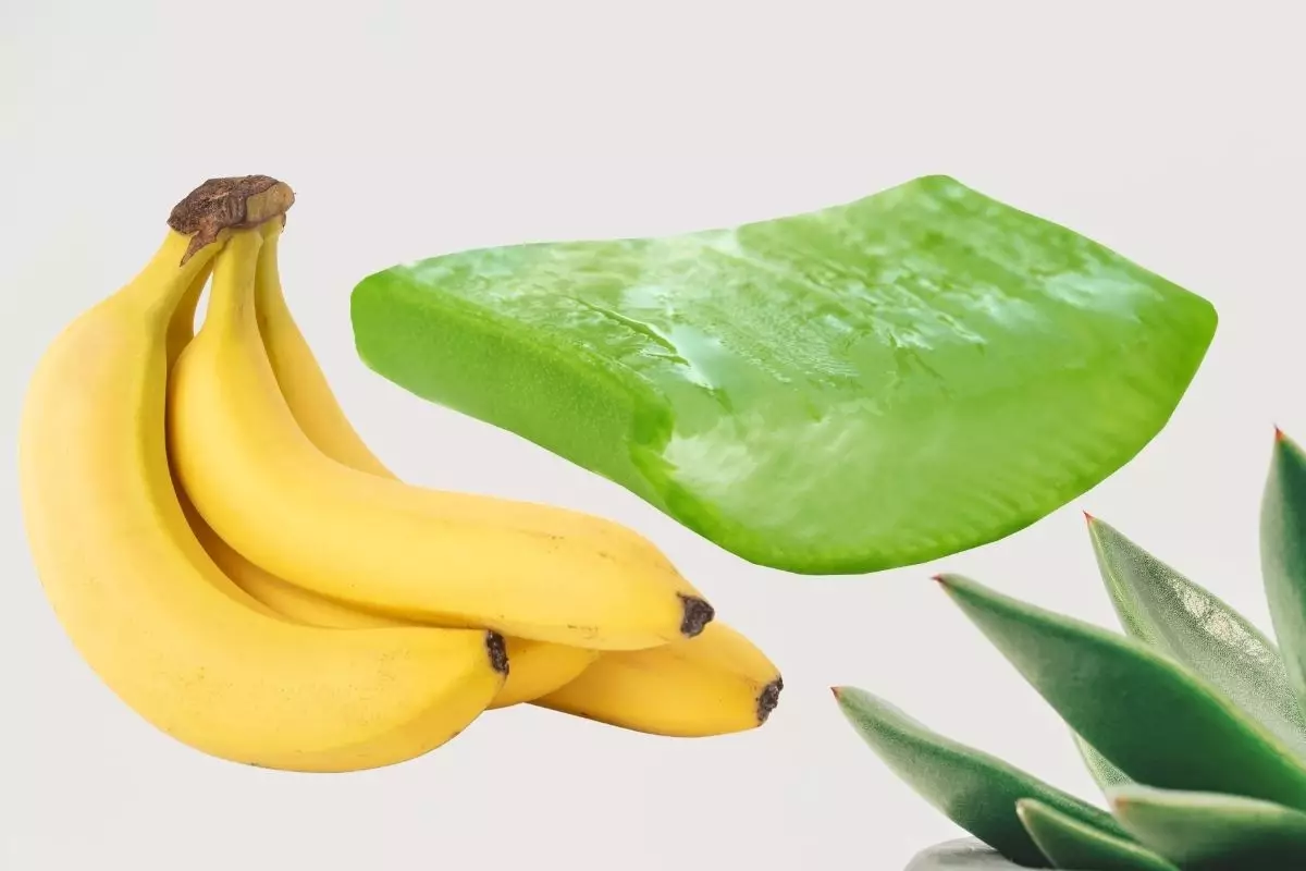 babosa na banana - Reprodução Canva