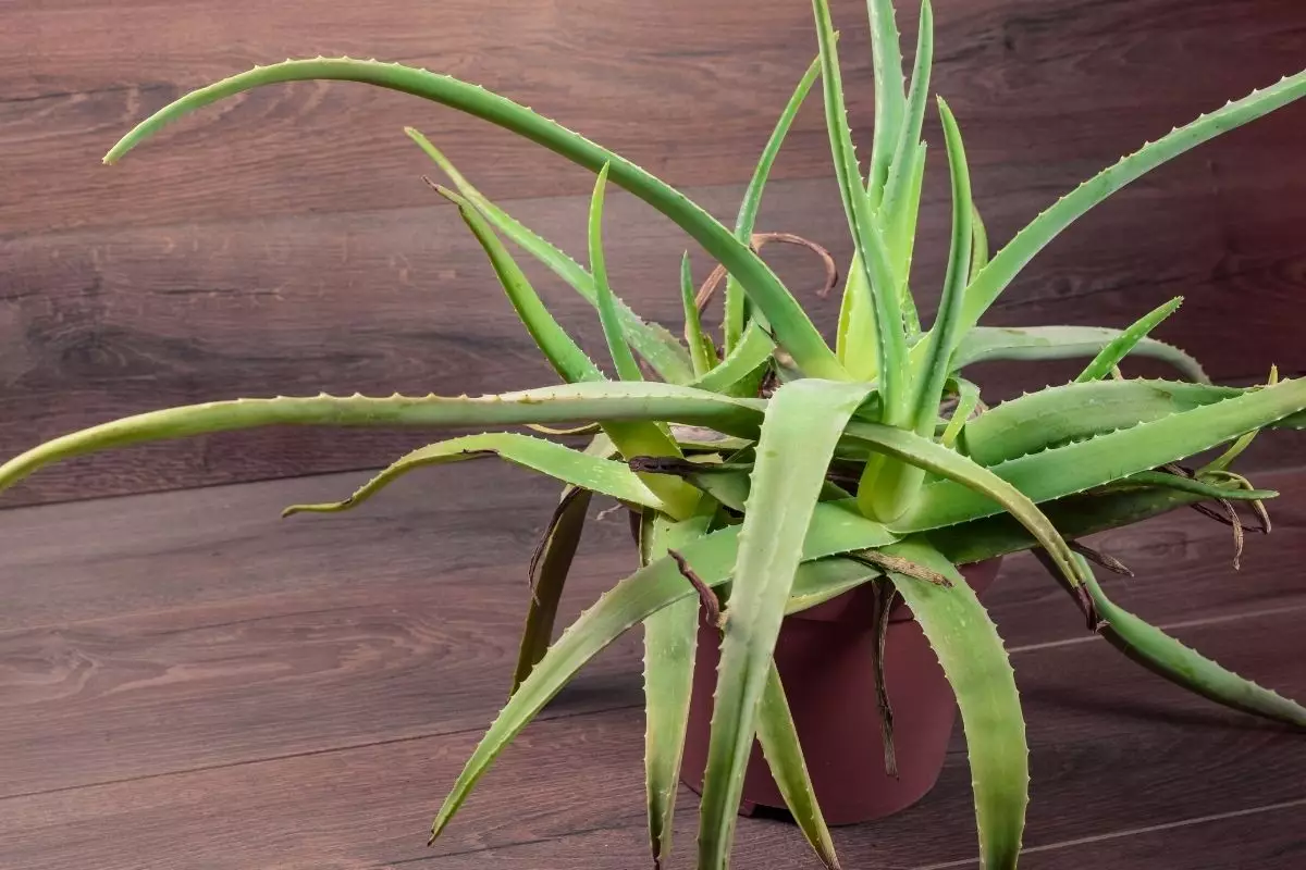 babosa no vaso- Reprodução Canva