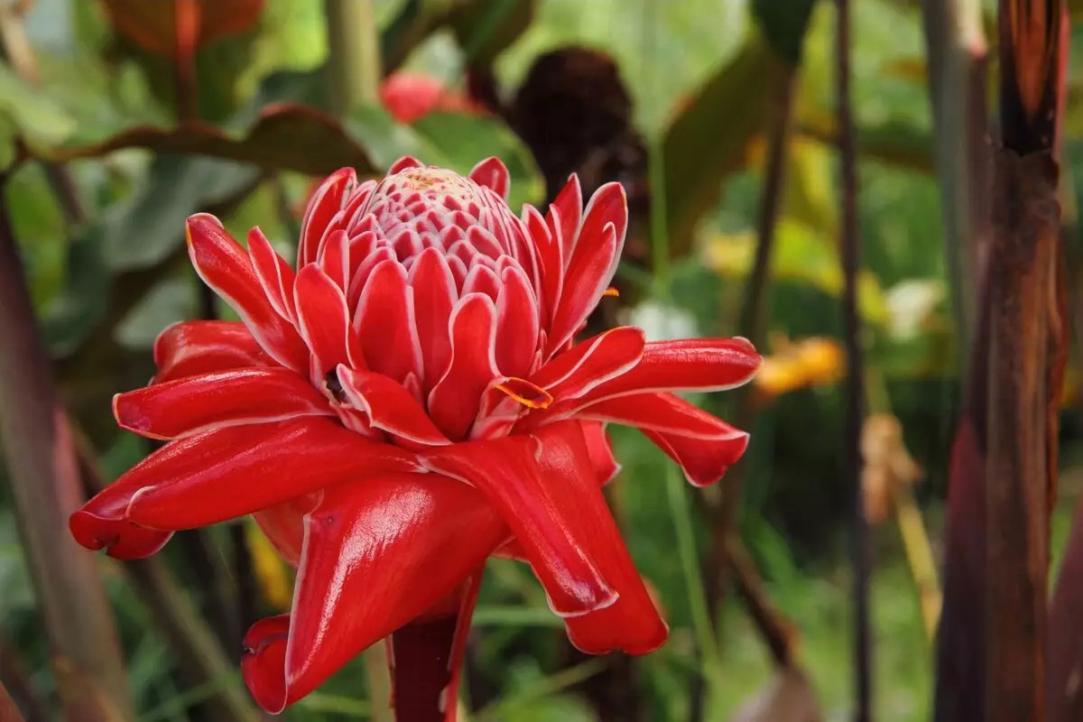 Bastão do imperador vermelho: saiba com cultivar essa bela planta avermelhada - Reprodução Canva