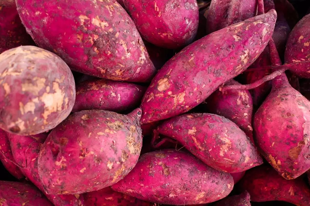 batata doce - Reprodução Canva