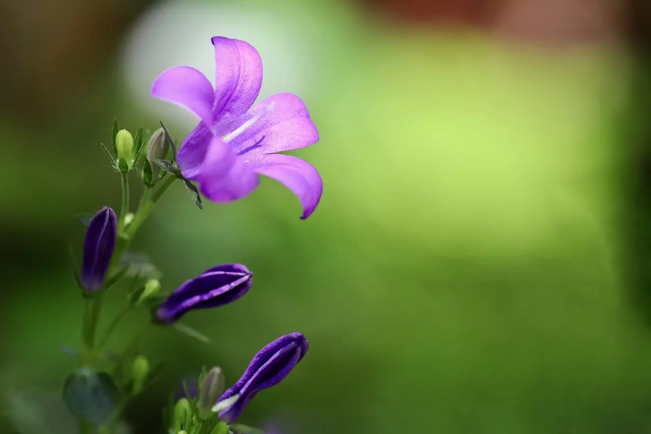 Campânula: conheça essa belíssima planta para o seu jardim e saiba os principais cuidados do seu cultivo - Pixabay