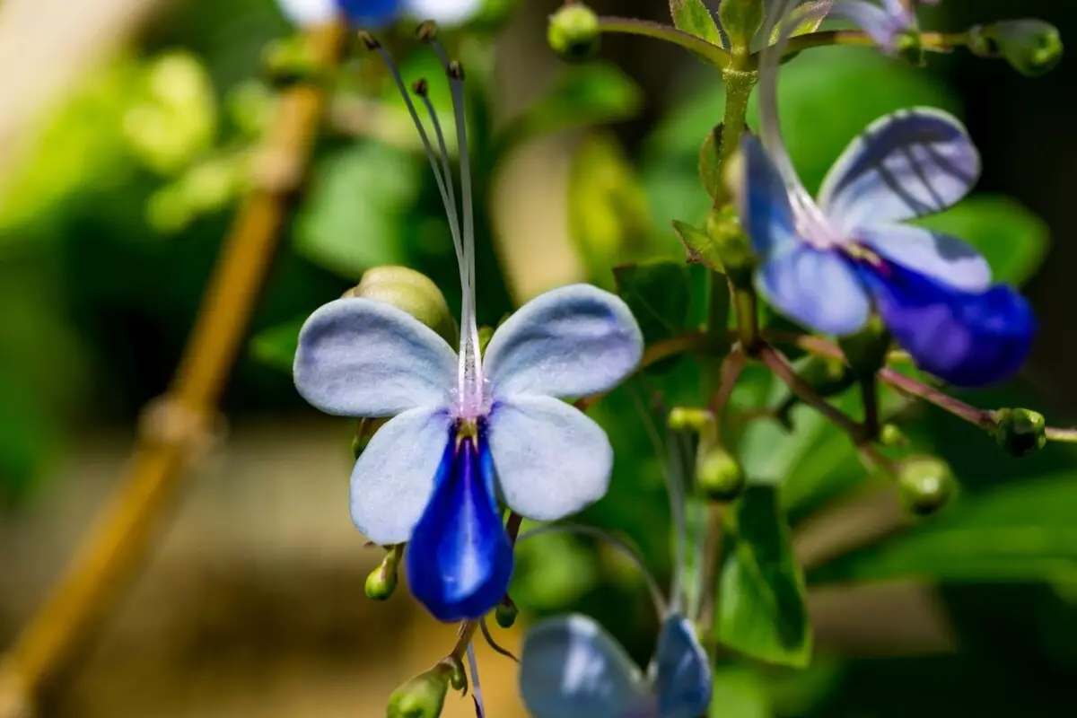 Borboletinha: veja como cultivar esse belo arbusto de cor azul - Fonte Canva