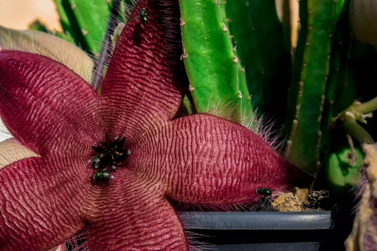 Cacto-estrela: acompanhe dicas exclusivas para deixar essa suculenta exuberante - Reprodução Canva