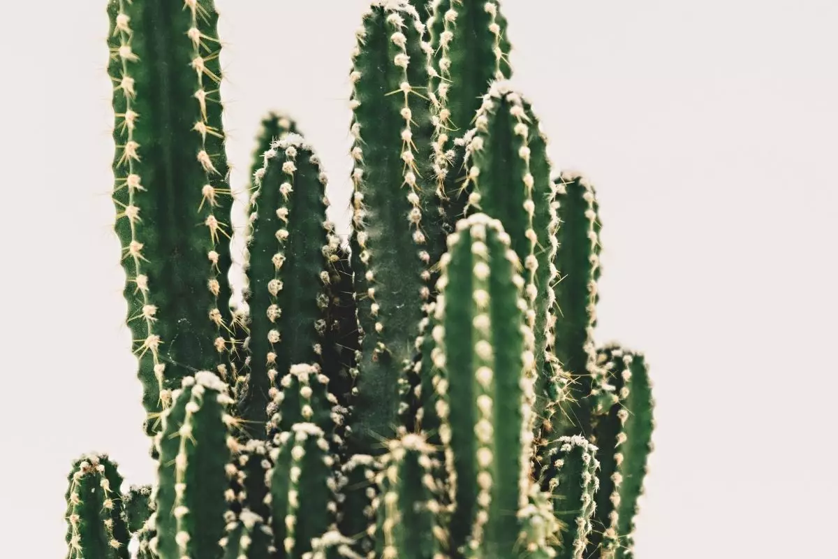 A verdade sobre o cacto castelo de fadas que não te contam; veja agora dicas de cuidados — Reprodução do Canva.