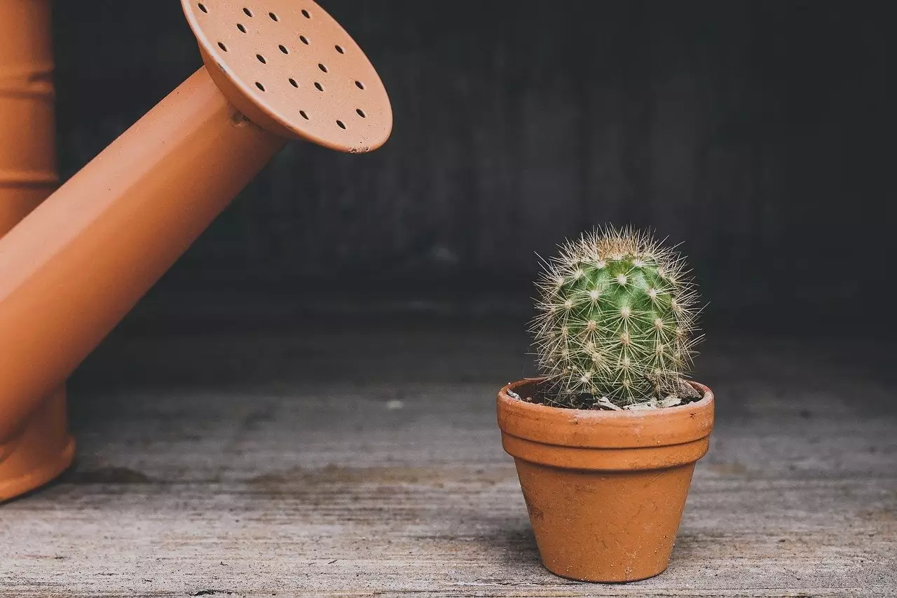 Sabia que o Coroa de Frade se dá bem com pouca água? conheça mais sobre essa planta e veja seus principais cuidados - Pixabay
