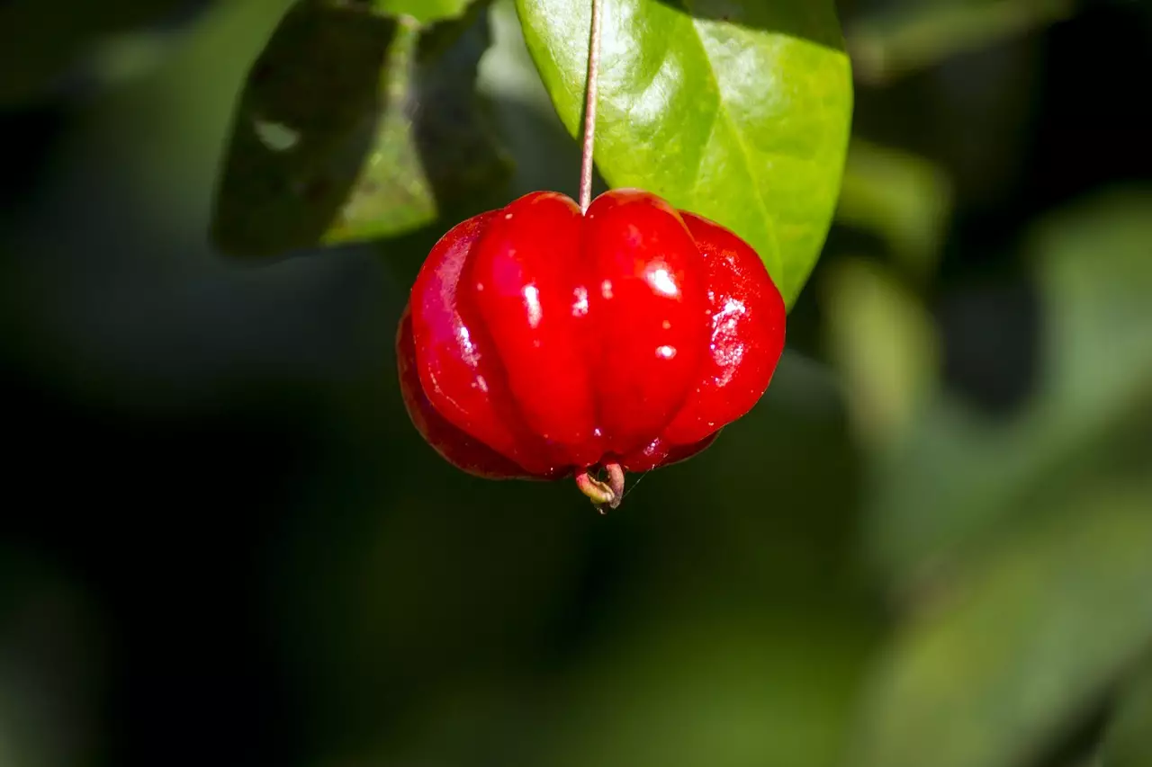 Árvores frutíferas: Conheça 3 espécies ótimas para ter no jardim - pixabay