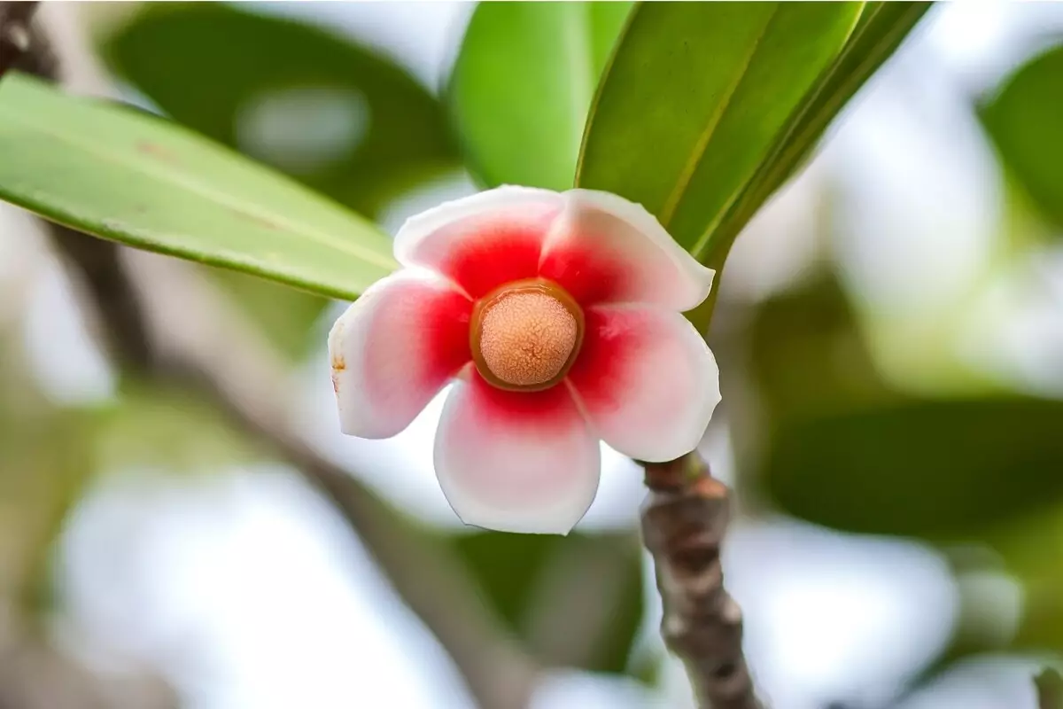 Clúsia: acompanhe dicas incríveis de cultivo para deixá-la impecável - Reprodução Canva