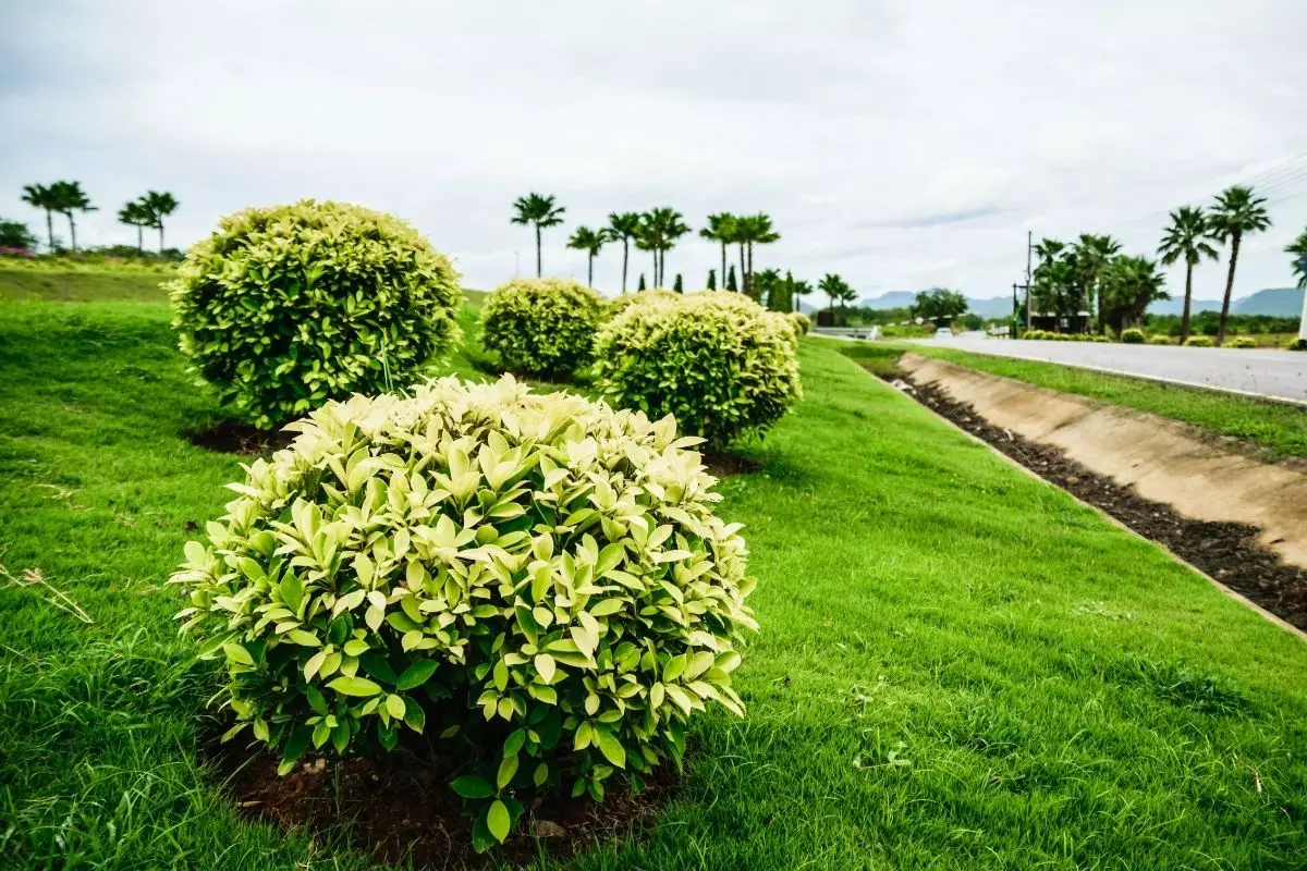 como plantar grama preta - Reprodução Canva