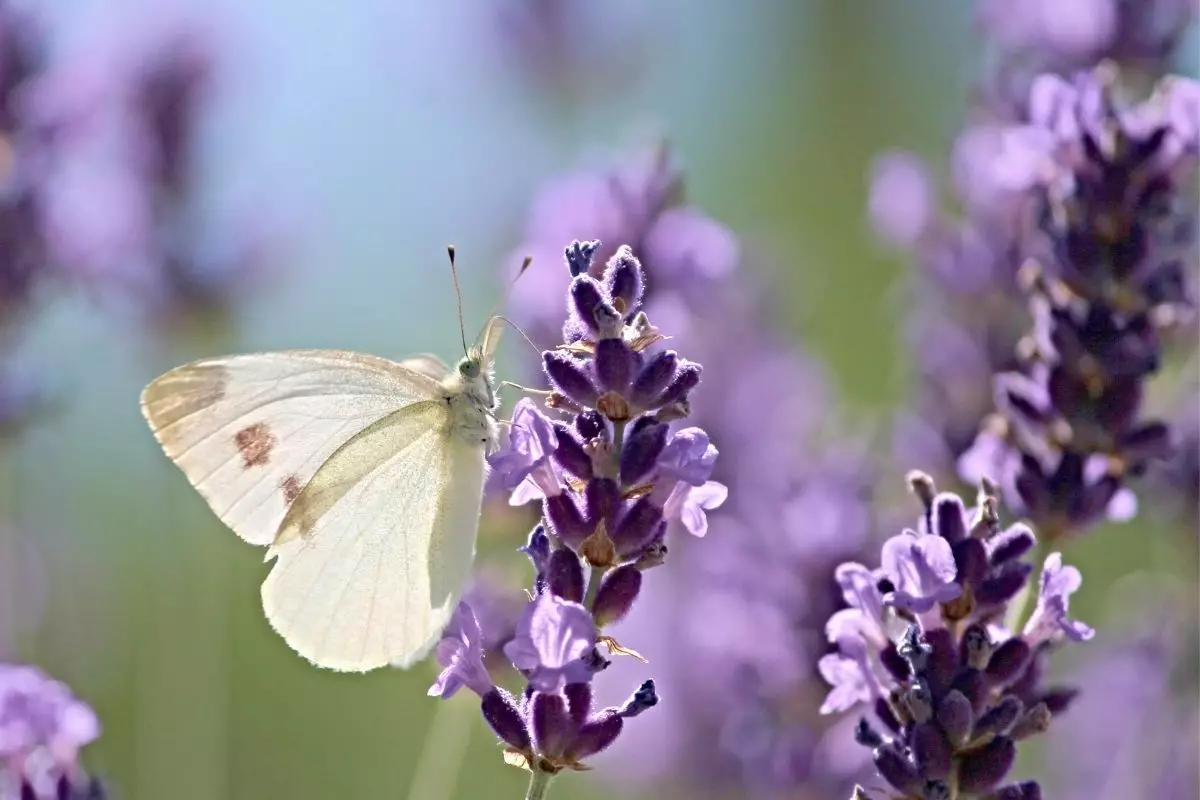 como plantar lavanda - Reprodução Canva