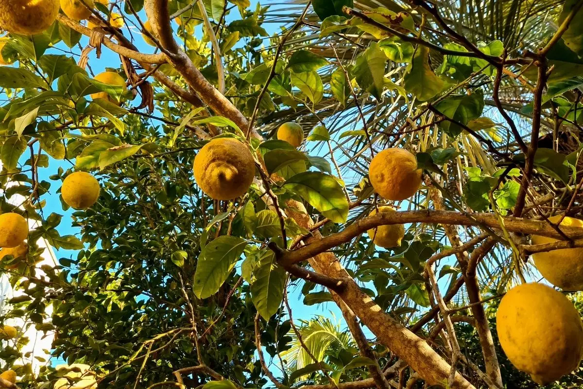 como plantar limão - Canva