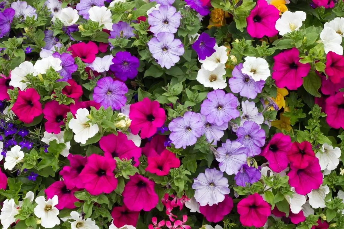 como plantar petúnia - Reprodução Canva