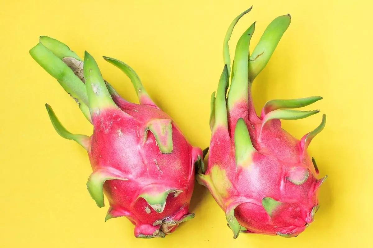 como plantar pitaya - Reprodução Canva (1)