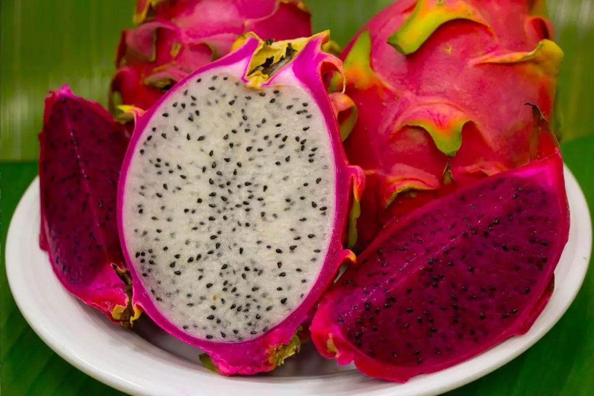 como plantar pitaya - Reprodução Canva