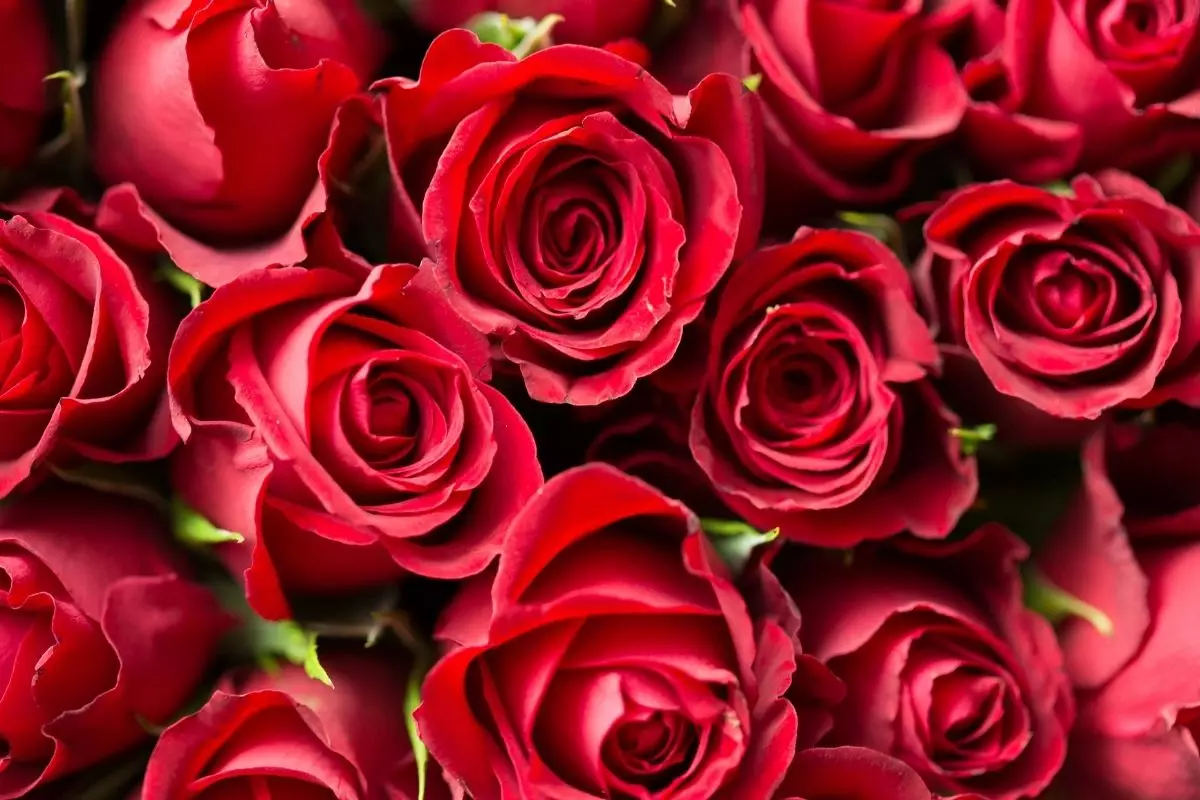 como plantar rosas - Reprodução Canva