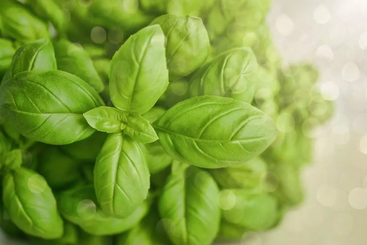 conservar manjericão - Reprodução Canva