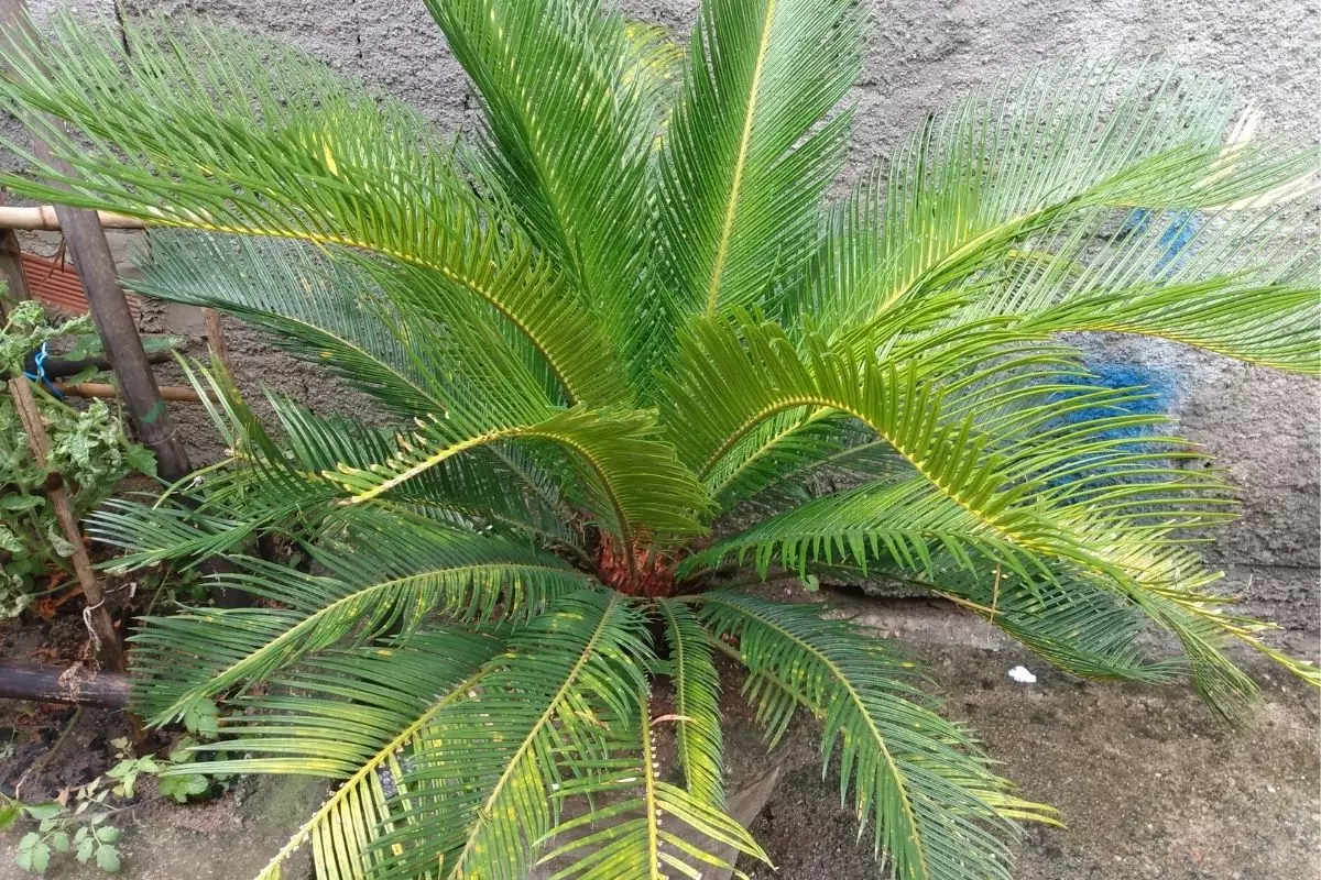 coqueiro de jardim - Reprodução Canva