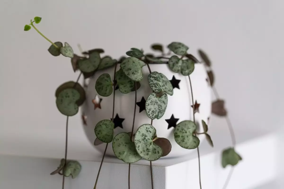 Corações emaranhados: veja dicas exclusivas para cultivar essa planta - Reprodução Canva