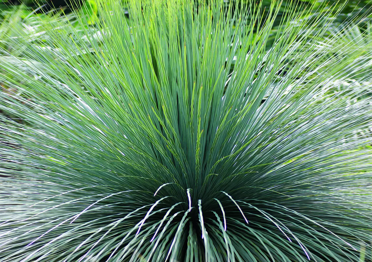 Dasilírio: saiba os principais cuidados para que sua planta cresça de forma saudável - Pixabay