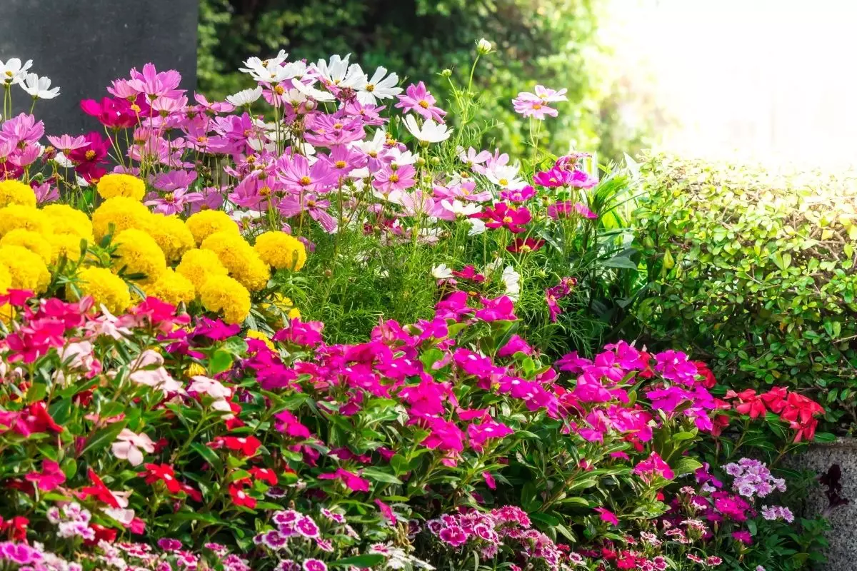 Como decorar o seu jardim: descubra quais flores brotam o ano todo. Confira agora — Reprodução do Canva.