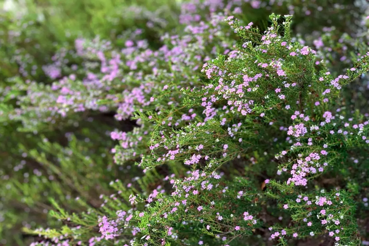 Diosma: acompanhe informações para cuidar desse arbusto e deixá-lo impecável - Fonte Canva