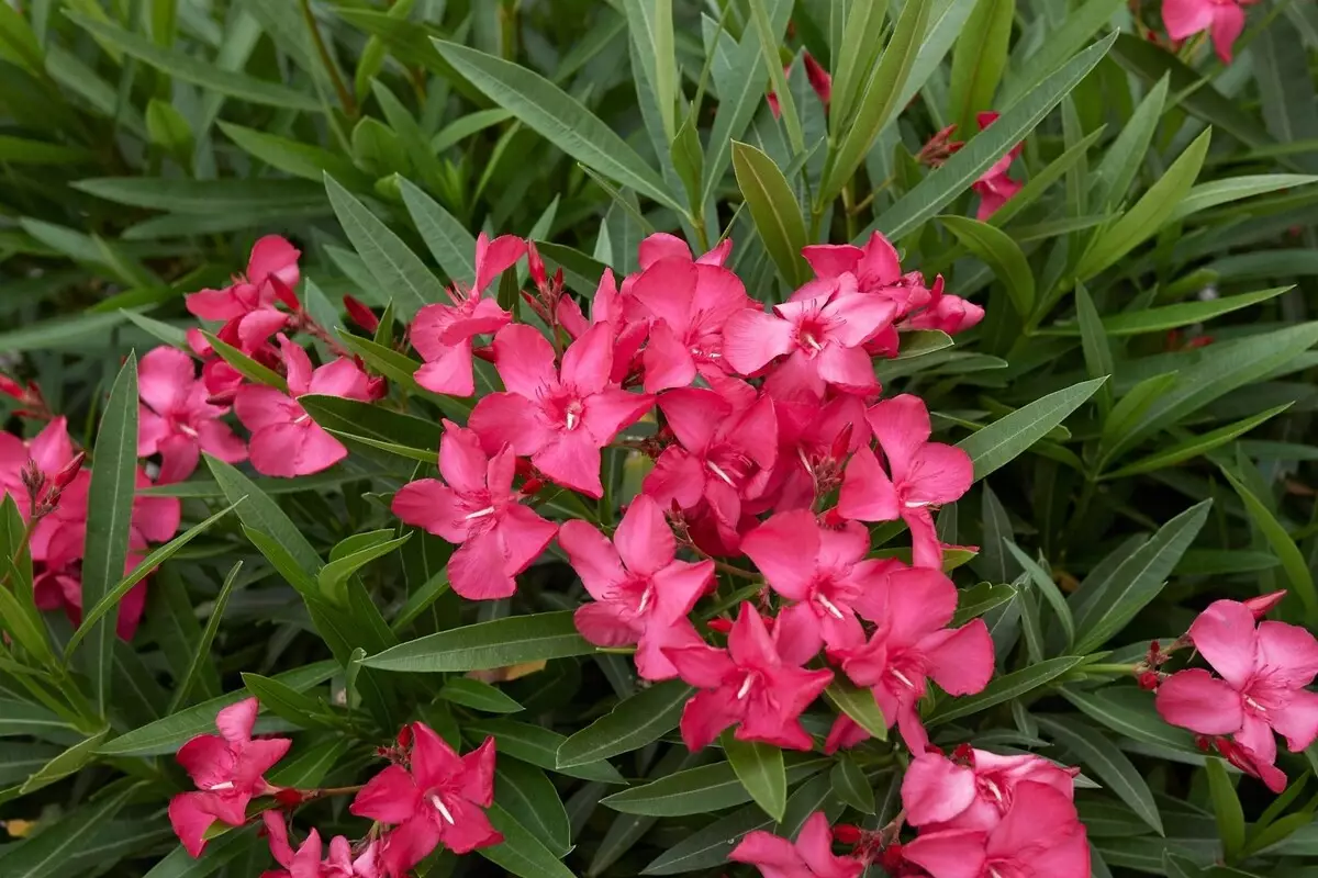 Espirradeira: descubra informações exclusivas para cuidar dessa espécie do mediterrâneo - Fonte Canva