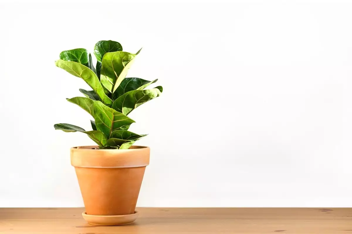 Ficus lyrata: descubra dicas de cultivo fáceis para deixá-la exuberante - Reprodução Canva