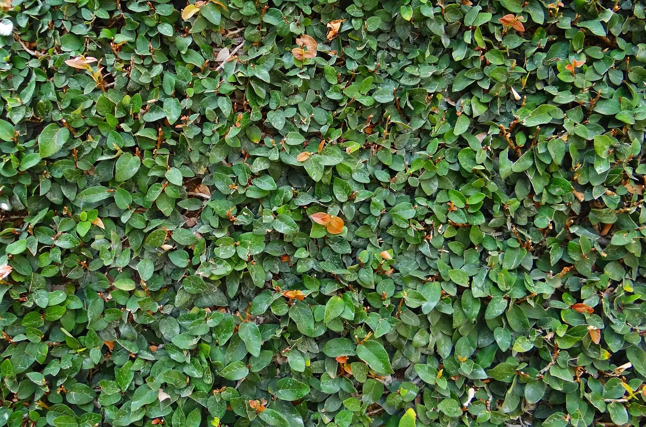 A Ficus pumila não necessita de tantos cuidados para sobreviver, saiba como cultivar essa trepadeira - Pixabay