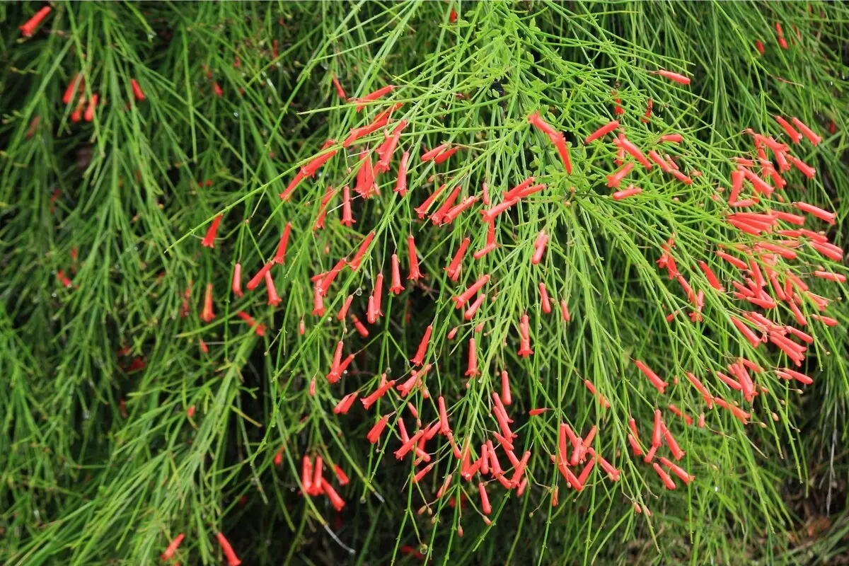 Flor de coral: descubra os melhores métodos para cuidar dessa herbácea - Fonte Canva